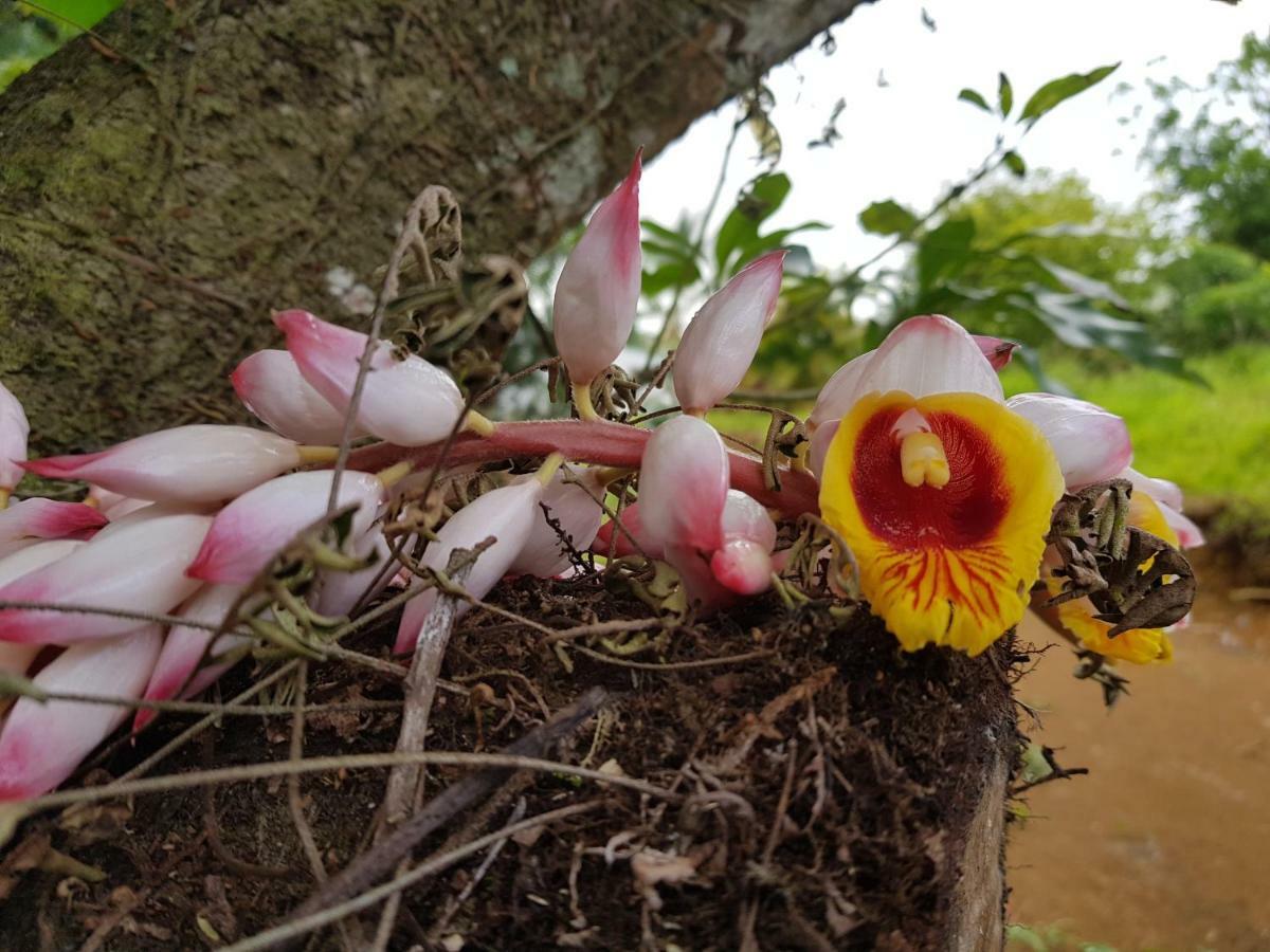 Domaine De Valcine Villa Sainte-Rose Dış mekan fotoğraf